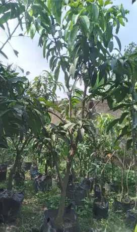 Pohon mangga kiyojay hasil sambung