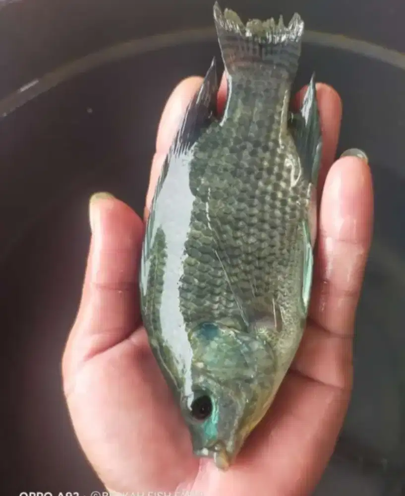Bibit ikan nila hitam