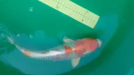 Ikan koi Kujaku HQ 37cm