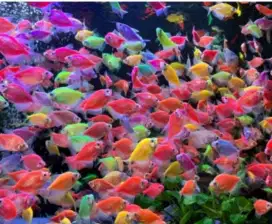 Ikan Glowfish warna warni