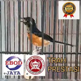 MURAI BATU TROTOL BAHOROK TRAH INDUK JUARA DOUBLE RING APBN -RING BNR