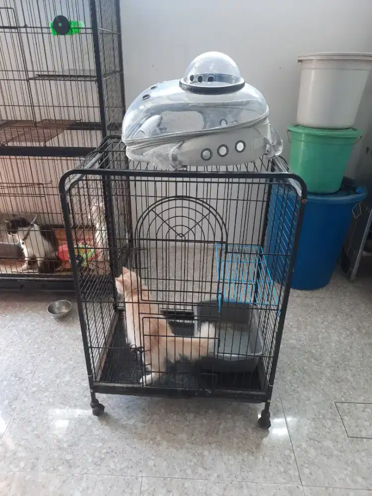 Kandang kucing tingkat