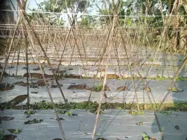 Tanah rata murah sangat strategis view ke gunung