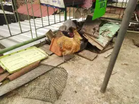 Ayam kapas jantan
