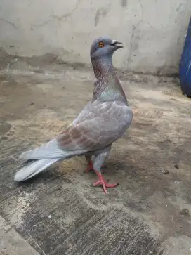 Merpati kolongan kencang/burung dara tinggian