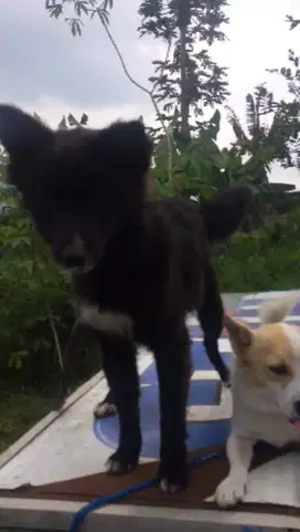 Dijual murah Anjing jenis kinta campuran