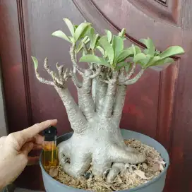 Adenium Arabicum Ar1