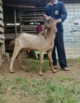 kambing kurban jantan gagah