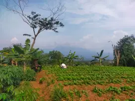 Tanah murah kebun durian sangat strategis view lepas ke gunung