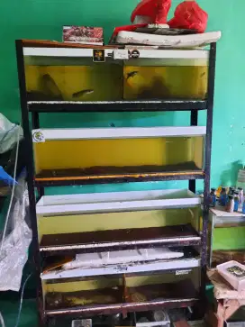 Aquarium plus rak besi 4 tingkat ukuran 1m×25×25 ada 4 aquarium lokasi