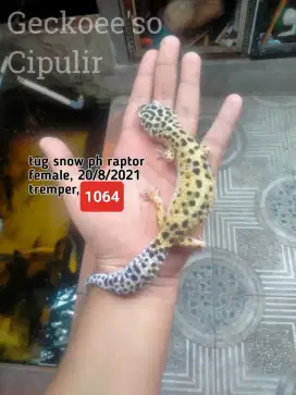 Leopard gecko baby-adult