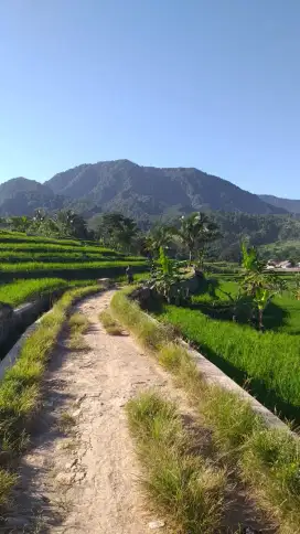 Tanah sawah murah full view ke gunung nempel kali sungai