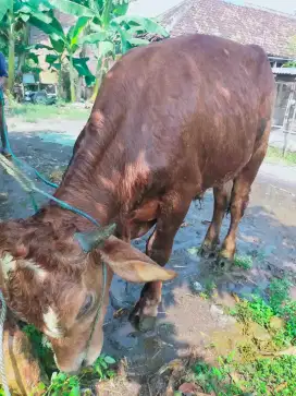 Sapi gemuk dan besar