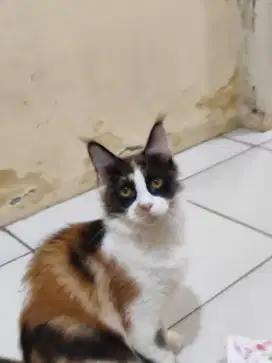 Kucing Mainecoon Calico Betina
