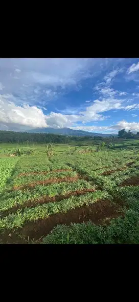 Jual tanah dan sawah cocok untuk perumahan atau buat tempat wisata