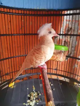 Burung Perkutut Jambul Silver Udan Mas Kuk/Kok 6 Istimewa Koleksi