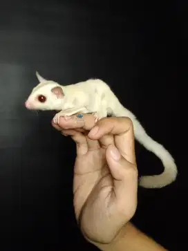 Sugar glider creamino jantan