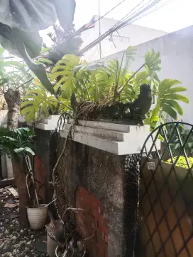 Monstera Deliciosa