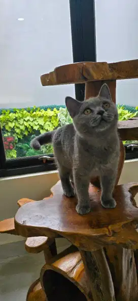 Bsh scotish britishshorthair