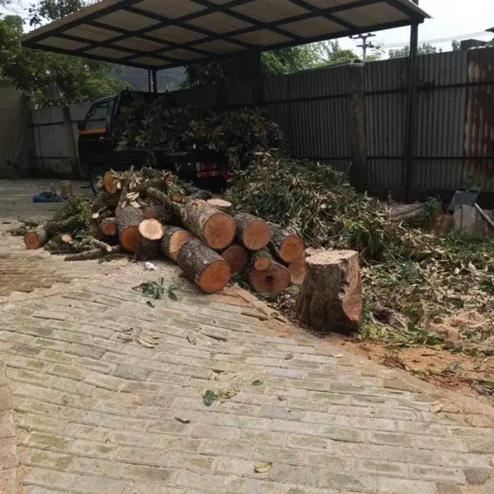 Jasa tebang pohon