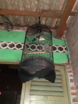 Burung trucuk+sangkar burung ngeplong gacor garuda udah nyisik