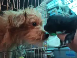 Indukan mix poodle+cihuahua usia 1 tahun