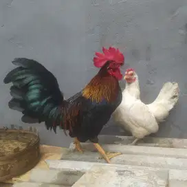 Ayam Kate sepasang