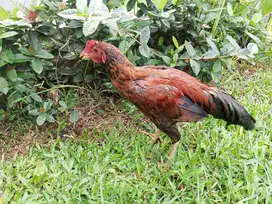 ayam jago / ayam kampung /indukan ayam jantan umur 12 bulan