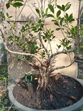 Bonsai Beringin Kimeng Berkarakter