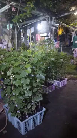 Bibit anggur manis import