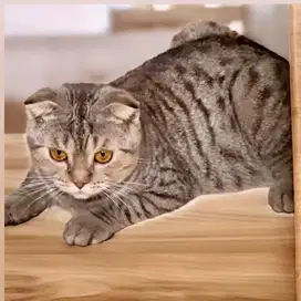 murah Scottish fold line bsh cocok untk kawin in munchkin peaknose