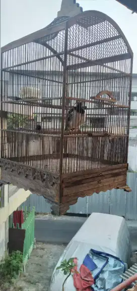 Bissmillaah...Jual burung SUREN