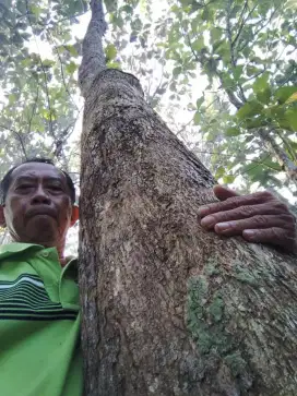 Jual kebun Jati tanah luas 2800m