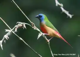 Emprit Pelangi Pipit Burung Hias Aviary