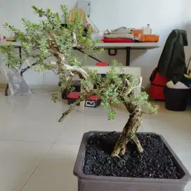 Bonsai Santigi Saumlaki