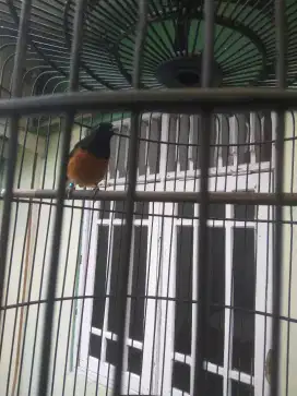 Burung murai Medan,ekor panjang 23cm sehat dan mulus, skg sdg dokor