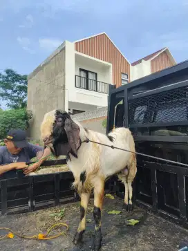 Kambing aqiqah berkwalitas 2024