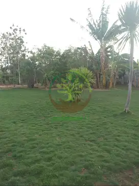 Rumput Jepang Per M2