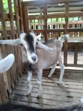 kambing sapera jantan