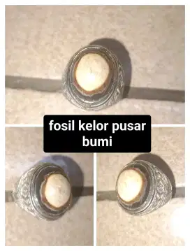 Di jual batu fosil kelor pusar bumi.