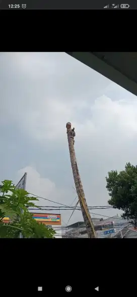 Jasa tebang pohon dan pembersihan lahan