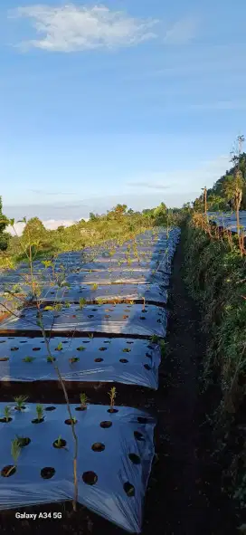 Tanah di candi gedongsongo