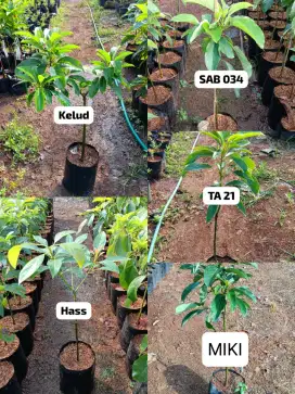 Bibit Alpukat Mentega