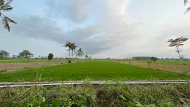 Tanah Sawah Produktif Pinggir Jalan 4474 M2