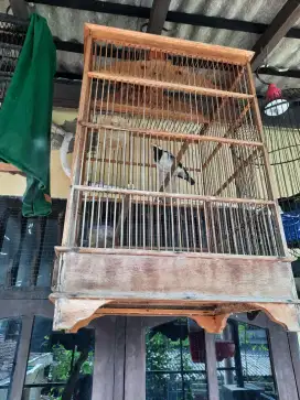 Jual Jalak suren