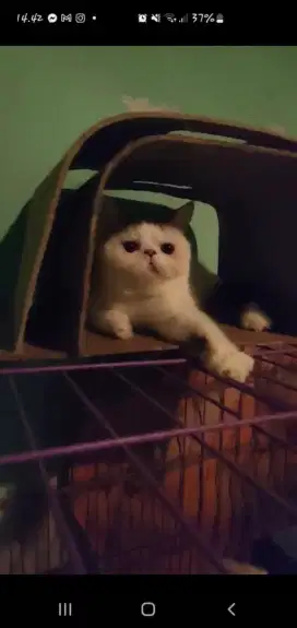 Kitten kucing persia peaknose exotic shorthair