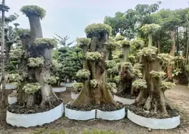 Jual bonsai randu varigata murah Surabaya