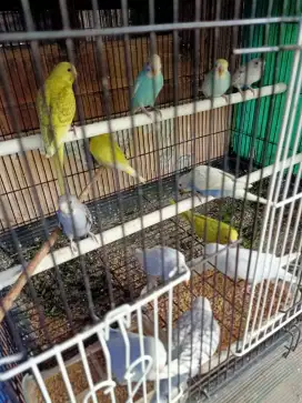 Burung parkit mutasi murah cantik langka