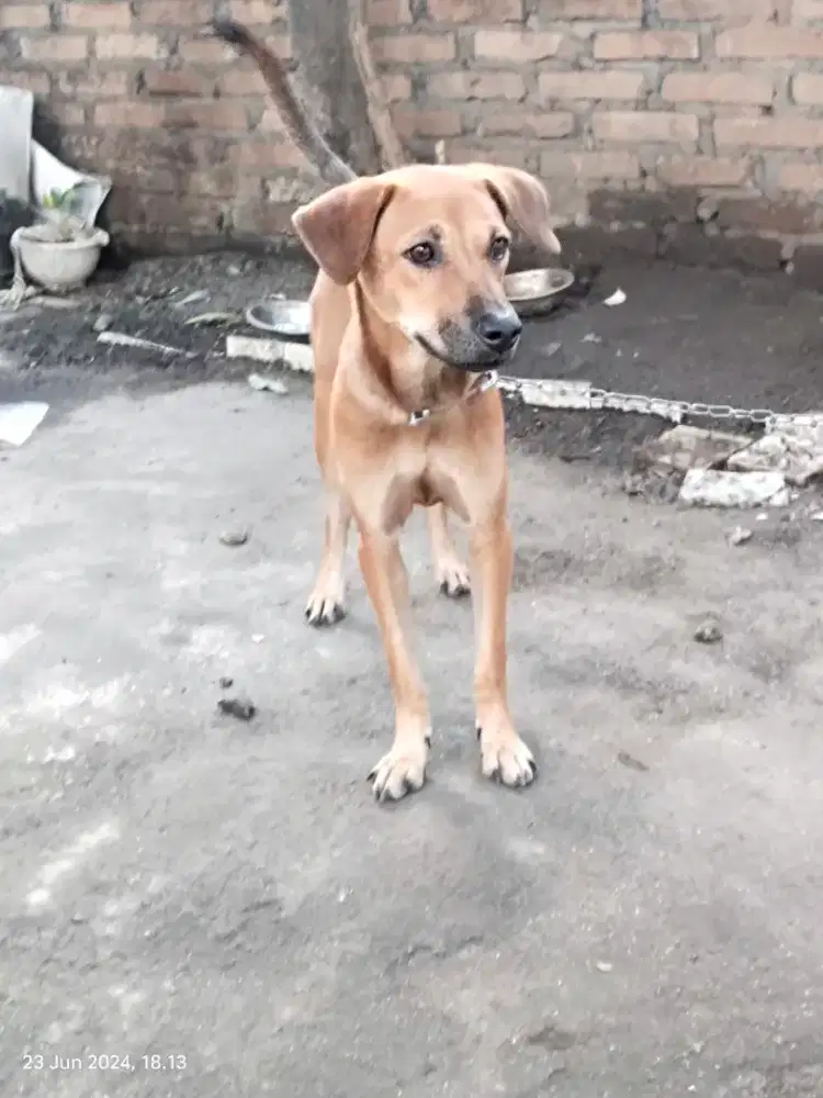 Dijual Anjing Betina Calon Indukan Umur 1 Tahun Lebih Sudah Vaksin