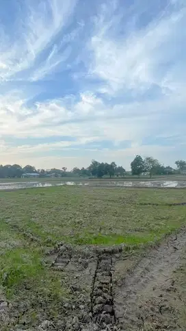 JUAL TANAH 1 RANTE DI DESA BARU BATANG KUIS